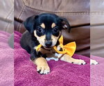 Small #1 Rat Terrier