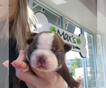 Puppy Lydia Boston Terrier
