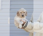 Small Photo #3 Bernedoodle-Golden Retriever Mix Puppy For Sale in HARRISONVILLE, MO, USA