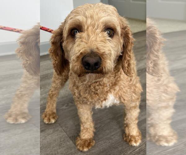 Medium Photo #4 Cavapoo (Miniature) Puppy For Sale in Westminster, MD, USA