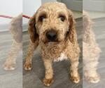 Small #3 Cavapoo (Miniature)