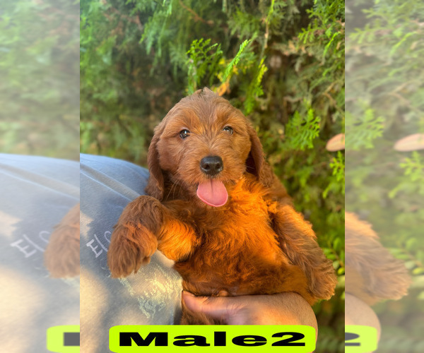 Medium Photo #23 Goldendoodle (Miniature) Puppy For Sale in BAKERSFIELD, CA, USA