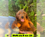 Small #22 Goldendoodle (Miniature)