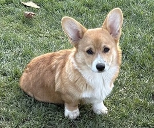 Medium Pembroke Welsh Corgi