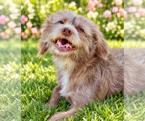 Mutt Dogs for adoption in Lake Elsinore, CA, USA