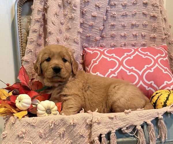 Medium Photo #4 Golden Retriever Puppy For Sale in WILLARD, WI, USA