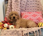Lassie - Female Golden Retriever Puppy for Sale - Photo #4