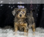 Puppy Splash YorkiePoo