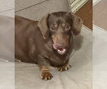 Small #1 Dachshund