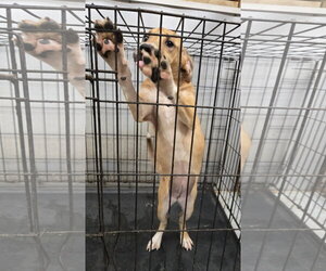 Coco - Female American Pit Bull Terrier-Unknown Mix Dog for Adoption - Photo #2
