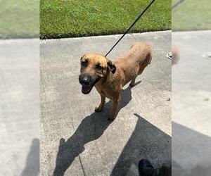 Black Mouth Cur-Unknown Mix Dogs for adoption in Houston, TX, USA