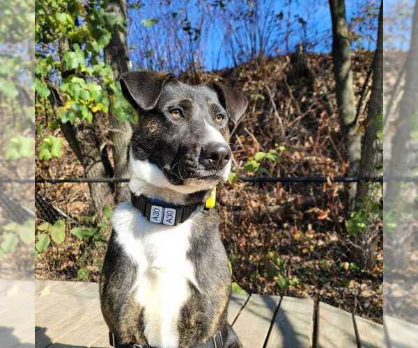 Medium Photo #10 Mutt Puppy For Sale in Elmsford, NY, USA