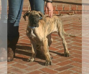 Great Dane Puppy for sale in MAUD, OK, USA
