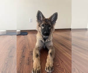 German Shepherd Dog Puppy for sale in ROCHESTER, MA, USA