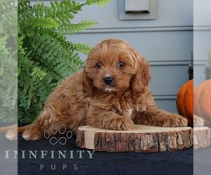 Cavapoo Puppy for sale in NARVON, PA, USA