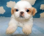 Small #2 Shih Tzu