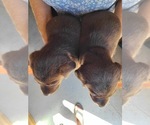 Small Photo #6 Labrador Retriever Puppy For Sale in WAGENER, SC, USA