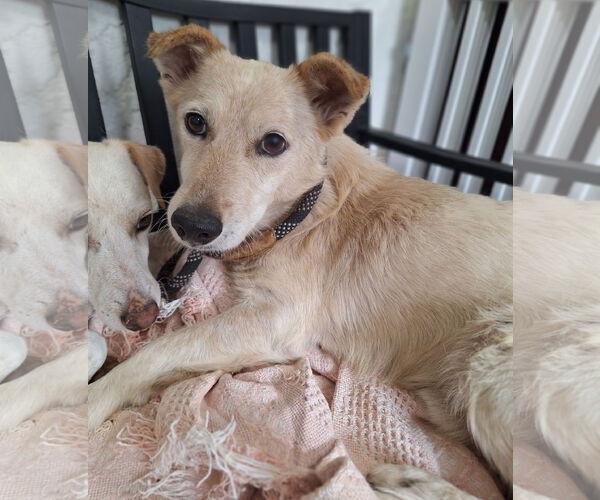 Medium Photo #2 Mutt Puppy For Sale in Chico, CA, USA