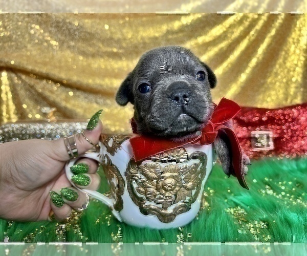 Medium Photo #60 French Bulldog Puppy For Sale in HAYWARD, CA, USA