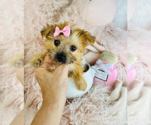 Medium Photo #3 Morkie Puppy For Sale in SOUTH PALM BEACH, FL, USA