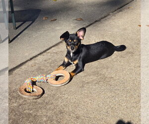 Raven - Female Miniature Pinscher-Unknown Mix Dog for Adoption - Photo #2
