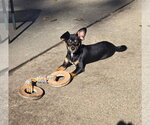 Small Photo #2 Miniature Pinscher-Unknown Mix Puppy For Sale in Belleuve, NE, USA