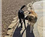 Small #13 Anatolian Shepherd Mix