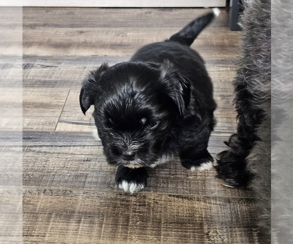 Medium Photo #5 Zuchon Puppy For Sale in LEXINGTON, OH, USA