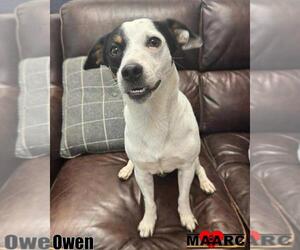 Jack Russell Terrier-Unknown Mix Dogs for adoption in Maryville, TN, USA