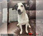 Small Jack Russell Terrier Mix