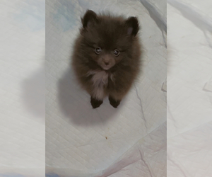 Pomeranian Puppy for sale in VIRGINIA BCH, VA, USA