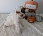 Small #10 ShihPoo