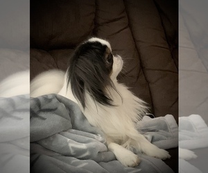 Father of the Japanese Chin puppies born on 03/06/2022