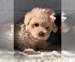 Small #13 Maltipoo