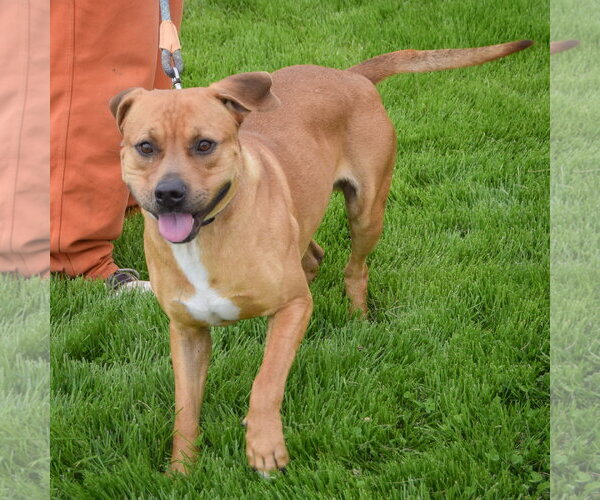 Medium Photo #5 American Staffordshire Terrier-Rhodesian Ridgeback Mix Puppy For Sale in Huntley, IL, USA