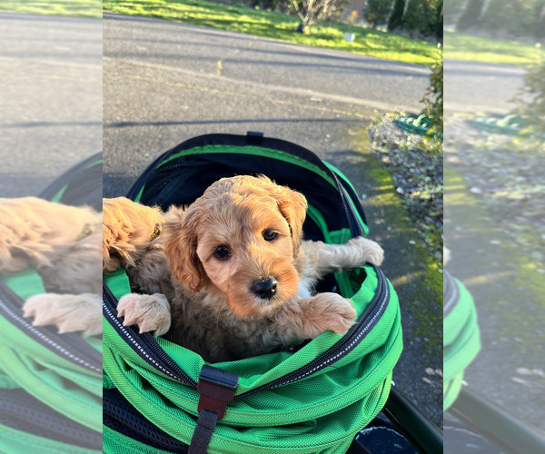 Medium Photo #13 Australian Labradoodle Puppy For Sale in BRUSH PRAIRIE, WA, USA