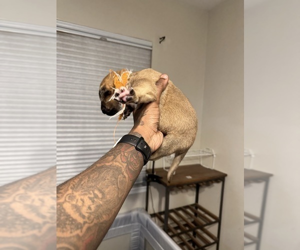 Medium Photo #38 Cane Corso-Saint Bernard Mix Puppy For Sale in LIVERMORE, CA, USA