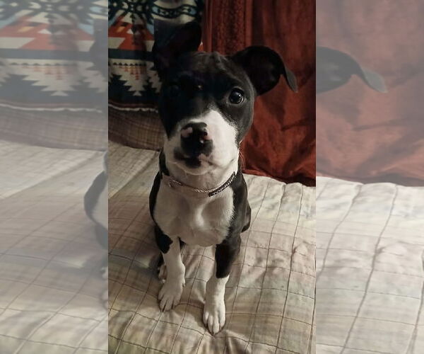 Medium Photo #2 American Pit Bull Terrier-Unknown Mix Puppy For Sale in Germantown, OH, USA