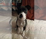 Small #1 American Pit Bull Terrier Mix