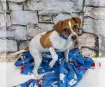 Small #2 Jack Russell Terrier Mix