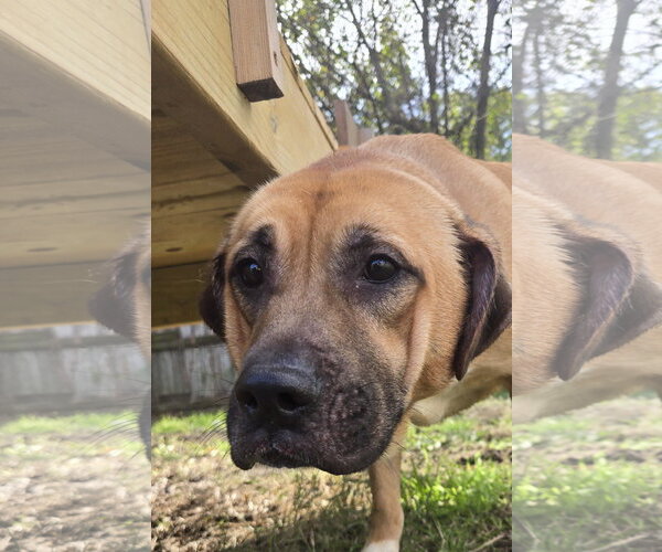 Medium Photo #1 Mastiff-Unknown Mix Puppy For Sale in Jackson, MS, USA