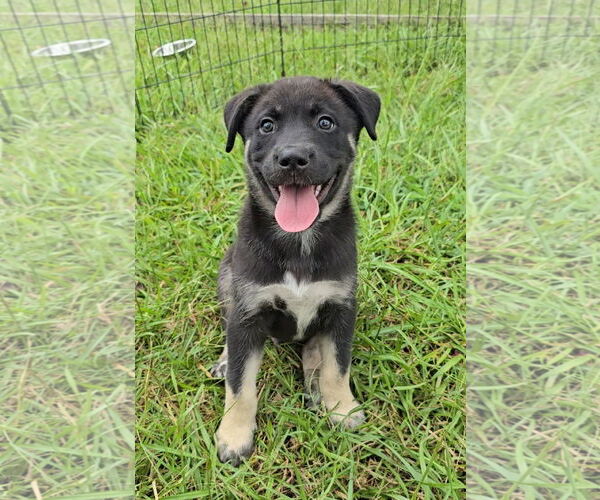 Medium Photo #5 Siberian Husky-Unknown Mix Puppy For Sale in McDonough, GA, USA