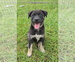 Small #4 Siberian Husky Mix
