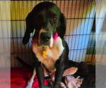 Small #1 Great Dane Mix