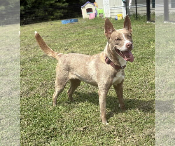 Medium Photo #1 Siberian Husky-Unknown Mix Puppy For Sale in Virginia Beach, VA, USA
