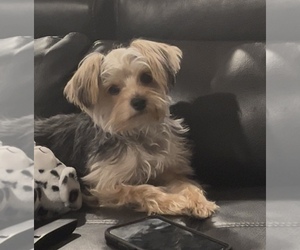 Biewer Yorkie Puppy for sale in WADESBORO, NC, USA