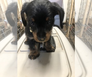 Dorkie Puppy for sale in BENNINGTON, OK, USA
