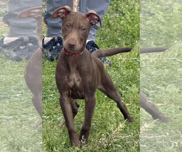Medium Photo #11 Labrador Retriever-Unknown Mix Puppy For Sale in Sanford, FL, USA