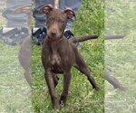 Small #10 Labrador Retriever Mix