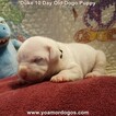 Small Photo #33 Dogo Argentino Puppy For Sale in JANE, MO, USA
